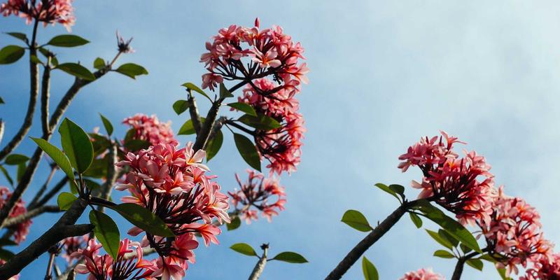 埃利利昂36：解锁高端进口商品海淘新体验，品质生活的全球之选