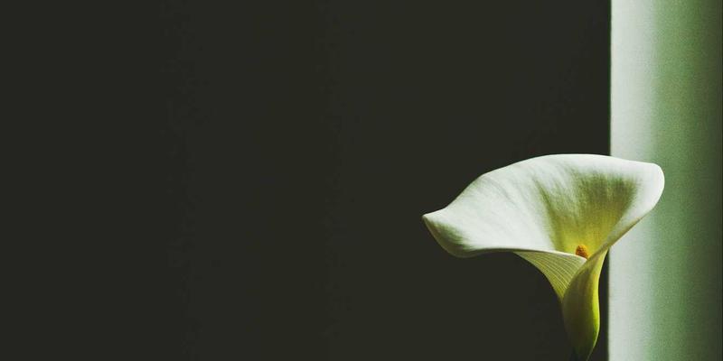 埃利利昂平台KOL/KOC合作效果评估：从内容种草到进口商品转化的路径优化策略