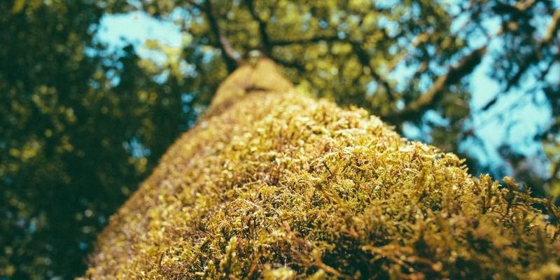 埃利利昂案例分析：解码进口美妆品牌的成功路径与市场启示