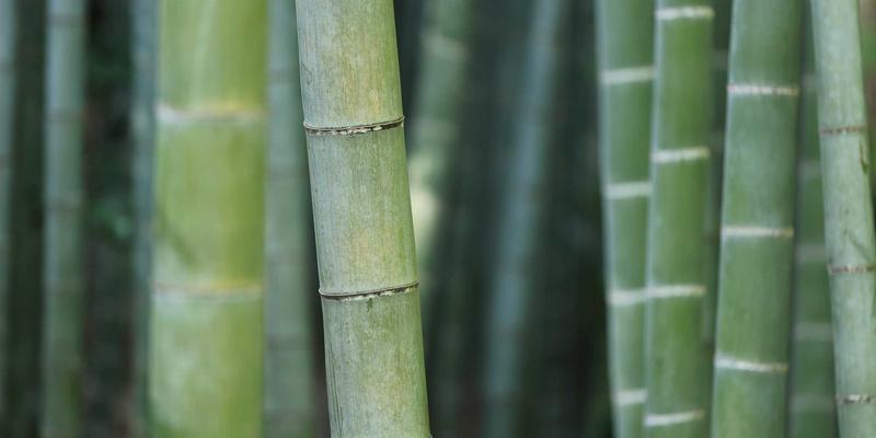 埃利利昂的种族文明：从人类城邦的进口美妆到精灵森林的母婴传承